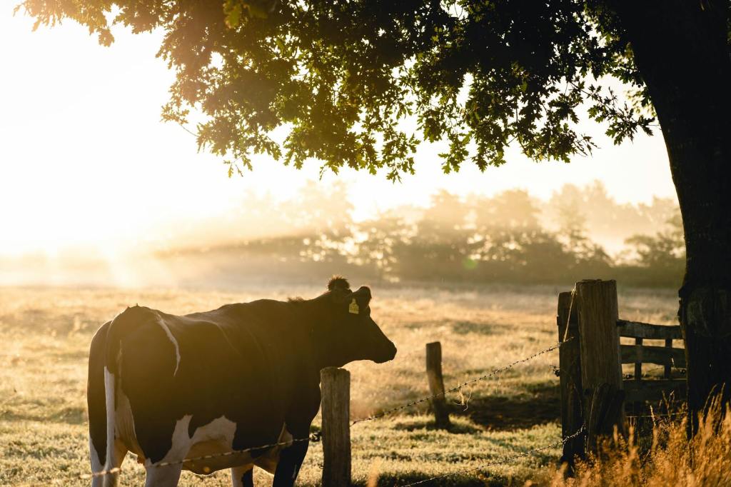 A cow stands peacefully in a sunlit field. She appreciates the shade that a nearby oak tree provides.